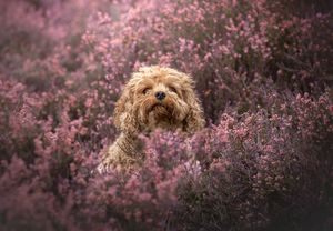 Dog photo shoot Oxford
Professional dog photographer Oxford.
Dog photographer near me
Reactive dog photographer
Dog photo shoot price