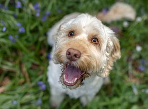 Dog photoshoot Oxford
Professional dog photographer Oxford.
Dog photographer near me
Reactive dog photographer
Dog photoshoot price