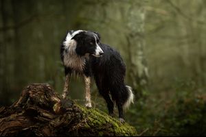 Dog photo shoot Oxford
Professional dog photographer Oxford.
Dog photographer near me
Reactive dog photographer
Dog photo shoot price