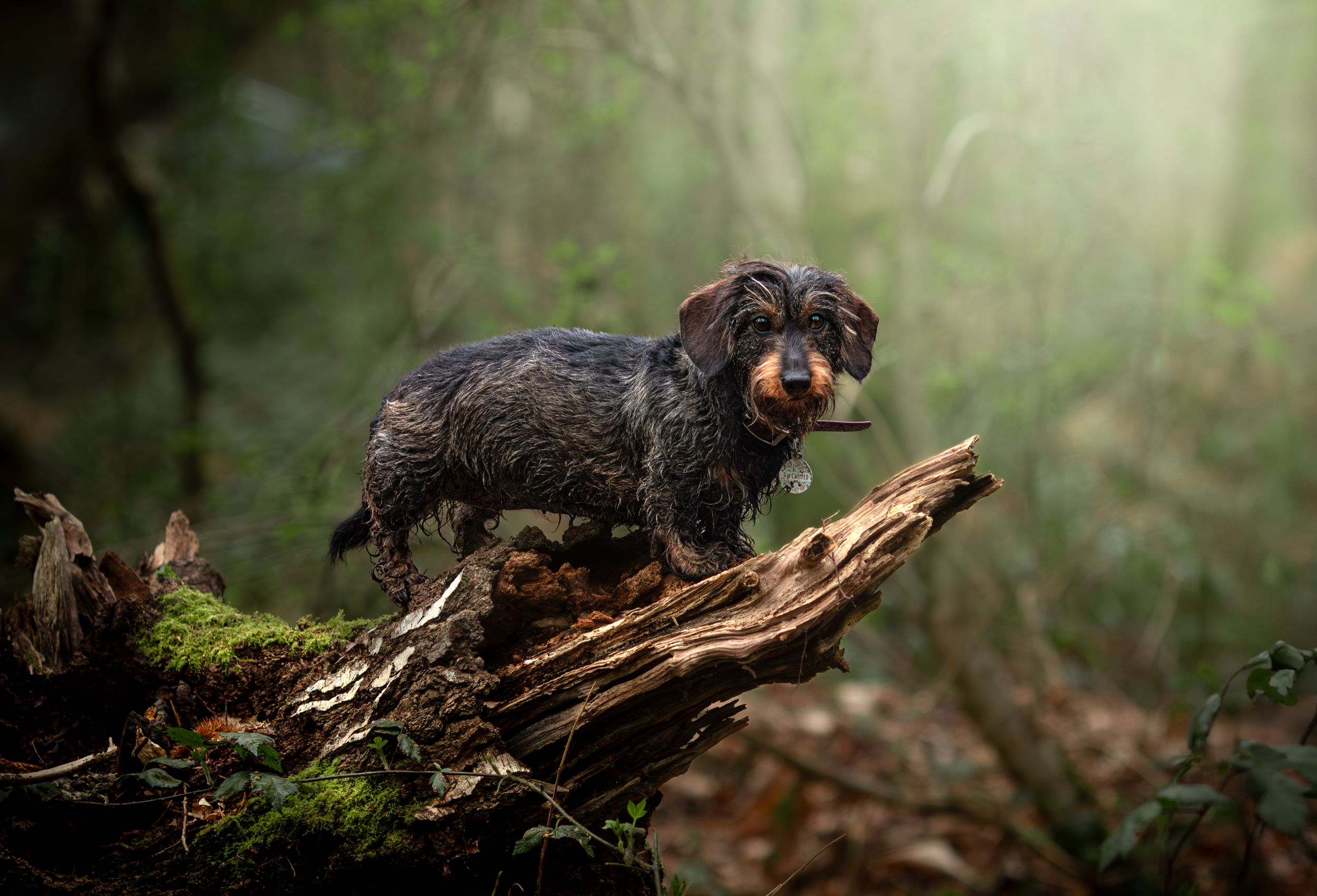 Dog photoshoot Oxford
Professional dog photographer Oxford.
Dog photographer near me
Reactive dog photographer
Dog photoshoot price