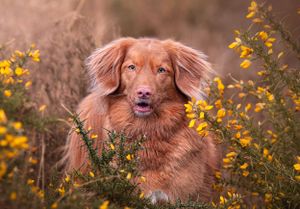 Dog photoshoot Oxford
Professional dog photographer Oxford.
Dog photographer near me
Reactive dog photographer
Dog photoshoot price