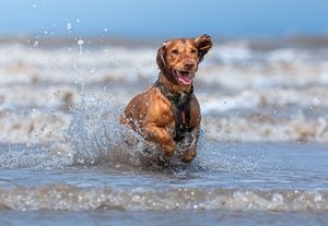 Dog photoshoot Oxford
Professional dog photographer Oxford.
Dog photographer near me
Reactive dog photographer
Dog photoshoot price