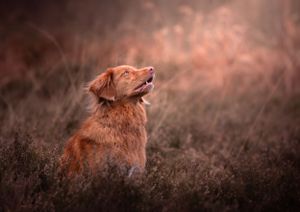 Dog photoshoot Oxford
Professional dog photographer Oxford.
Dog photographer near me
Reactive dog photographer
Dog photoshoot price
