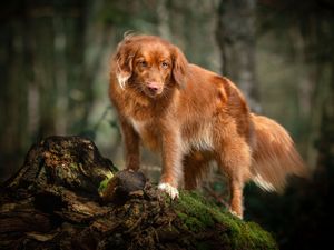 Dog photoshoot Oxford
Professional dog photographer Oxford.
Dog photographer near me
Reactive dog photographer
Dog photoshoot price