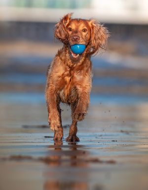Dog photoshoot Oxford
Professional dog photographer Oxford.
Dog photographer near me
Reactive dog photographer
Dog photoshoot price