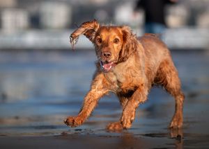 Dog photoshoot Oxford
Professional dog photographer Oxford.
Dog photographer near me
Reactive dog photographer
Dog photoshoot price