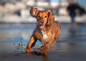 Dog photoshoot Oxford
Professional dog photographer Oxford.
Dog photographer near me
Reactive dog photographer
Dog photoshoot price