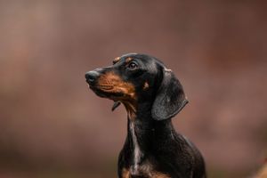Dog photoshoot Oxford
Professional dog photographer Oxford.
Dog photographer near me
Reactive dog photographer
Dog photoshoot price