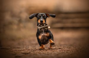 Dog photoshoot Oxford
Professional dog photographer Oxford.
Dog photographer near me
Reactive dog photographer
Dog photoshoot price