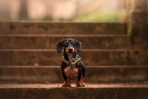 Dog photoshoot Oxford
Professional dog photographer Oxford.
Dog photographer near me
Reactive dog photographer
Dog photoshoot price