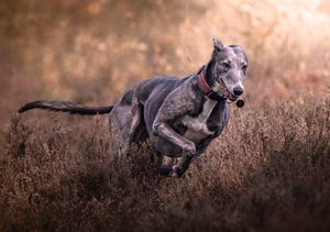 Dog photoshoot Oxford
Professional dog photographer Oxford.
Dog photographer near me
Reactive dog photographer
Dog photoshoot price