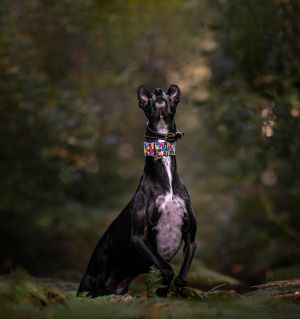 Dog photoshoot Oxford
Professional dog photographer Oxford.
Dog photographer near me
Reactive dog photographer
Dog photoshoot price