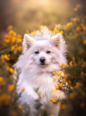 Dog photoshoot Oxford
Professional dog photographer Oxford.
Dog photographer near me
Reactive dog photographer
Dog photoshoot price