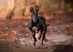 Dog photoshoot Oxford
Professional dog photographer Oxford.
Dog photographer near me
Reactive dog photographer
Dog photoshoot price