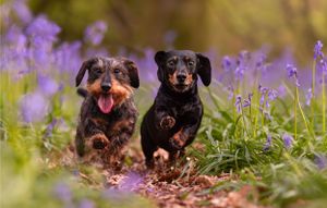 Dog photoshoot Oxford
Professional dog photographer Oxford.
Dog photographer near me
Reactive dog photographer
Dog photoshoot price