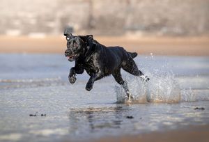 Dog photo shoot Oxford
Professional dog photographer Oxford.
Dog photographer near me
Reactive dog photographer
Dog photo shoot price