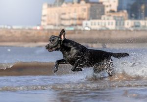 Dog photo shoot Oxford
Professional dog photographer Oxford.
Dog photographer near me
Reactive dog photographer
Dog photo shoot price