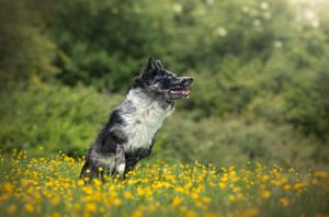 Dog photoshoot Oxford
Professional dog photographer Oxford.
Dog photographer near me
Reactive dog photographer
Dog photoshoot price