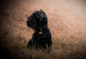 Dog photoshoot Oxford
Professional dog photographer Oxford.
Dog photographer near me
Reactive dog photographer
Dog photoshoot price