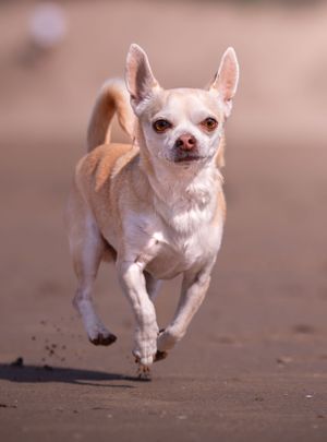 Dog photoshoot Oxford
Professional dog photographer Oxford.
Dog photographer near me
Reactive dog photographer
Dog photoshoot price