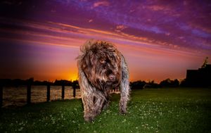 Dog photoshoot Oxford
Professional dog photographer Oxford.
Dog photographer near me
Reactive dog photographer
Dog photoshoot price