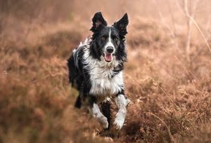 Dog photo shoot Oxford
Professional dog photographer Oxford.
Dog photographer near me
Reactive dog photographer
Dog photo shoot price