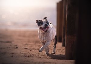 Dog photoshoot Oxford
Professional dog photographer Oxford.
Dog photographer near me
Reactive dog photographer
Dog photoshoot price