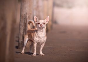 Dog photo shoot Oxford
Professional dog photographer Oxford.
Dog photographer near me
Reactive dog photographer
Dog photo shoot price