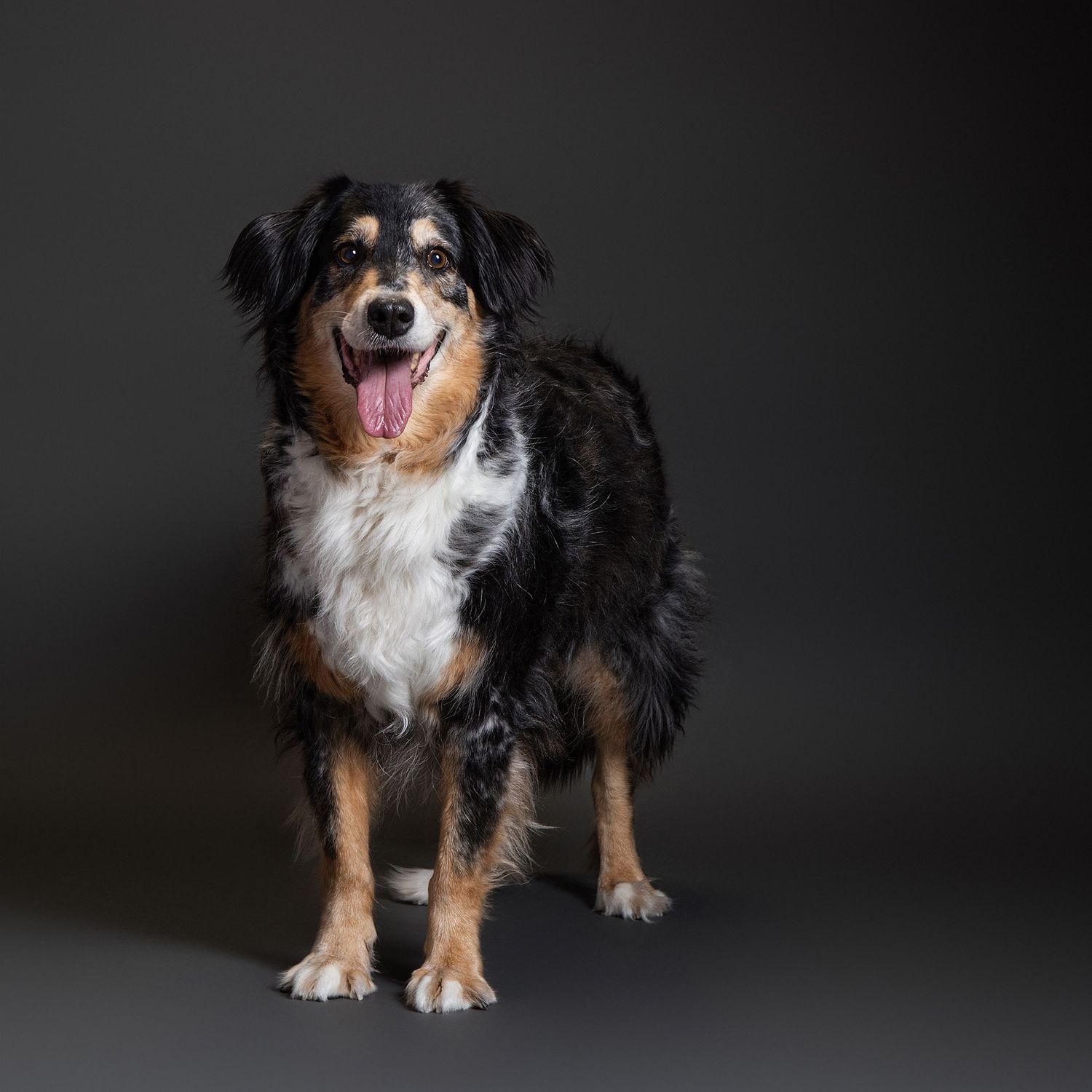 A happy tricolor Australian Shepherd dog with tongue out poses in a professional studio with dark background.