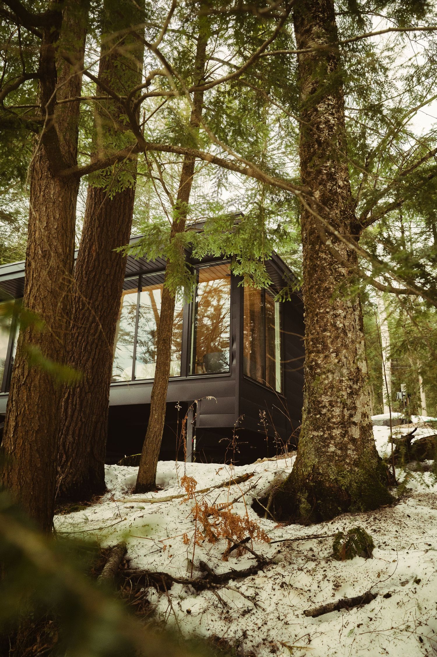 A modern dark cabin nestled among tall pine trees with snow on the ground in a winter forest.