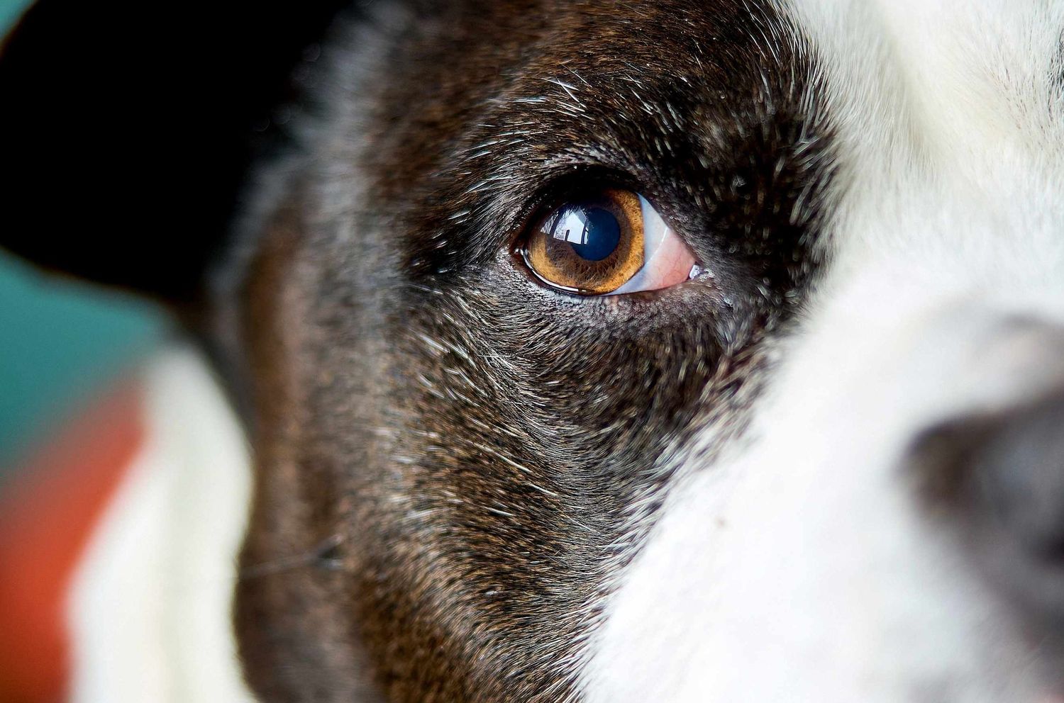 A detail photo of a dog's eye during a pet portrait session