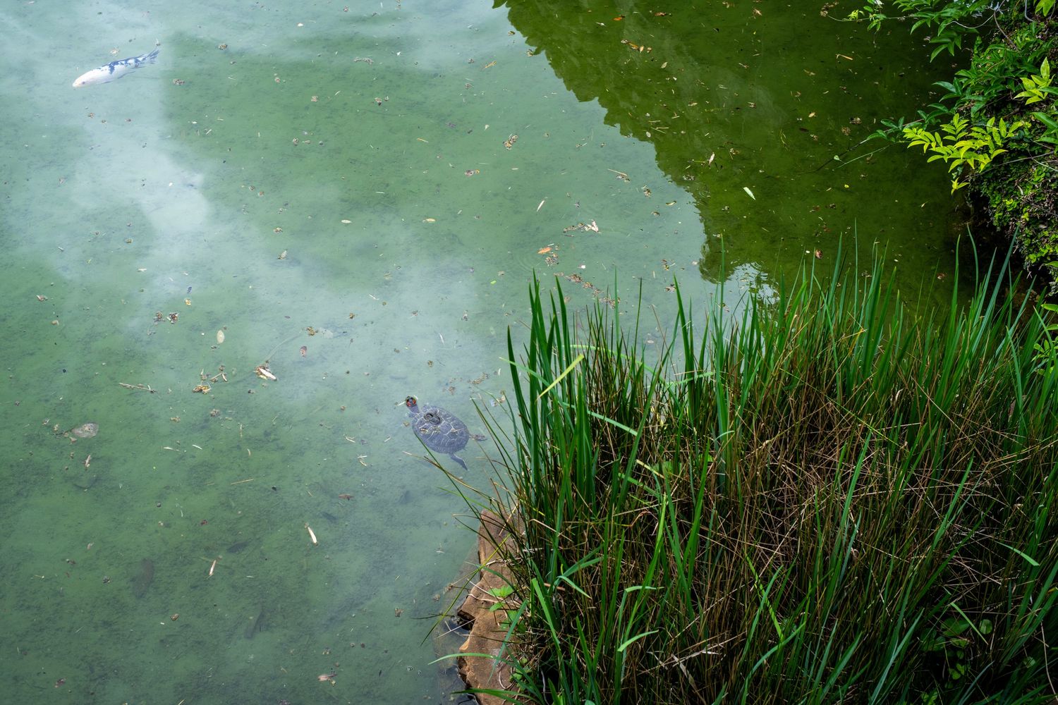 Turtle swimming near grassy bank in a calm green pond with reflections of clouds and trees visible on the water surface.