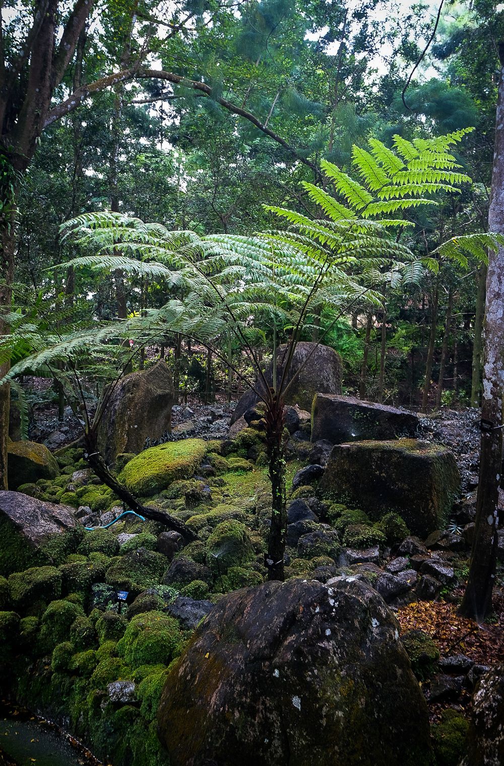 Moss-covered volcanic rocks surrounded by tall tree ferns and dense forest undergrowth in a tropical garden.