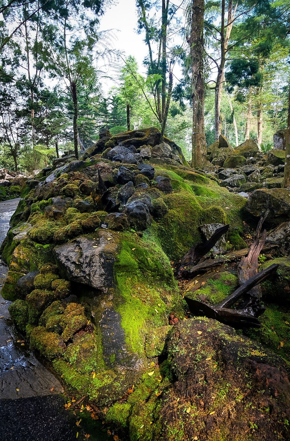 Large moss-covered lava rocks with vibrant green moss in a lush forested botanical garden setting.