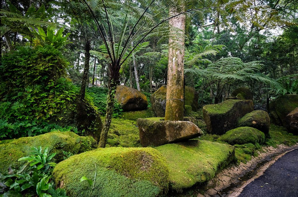 Moss-covered boulders and tree ferns create a lush, verdant landscape in a tropical garden setting.