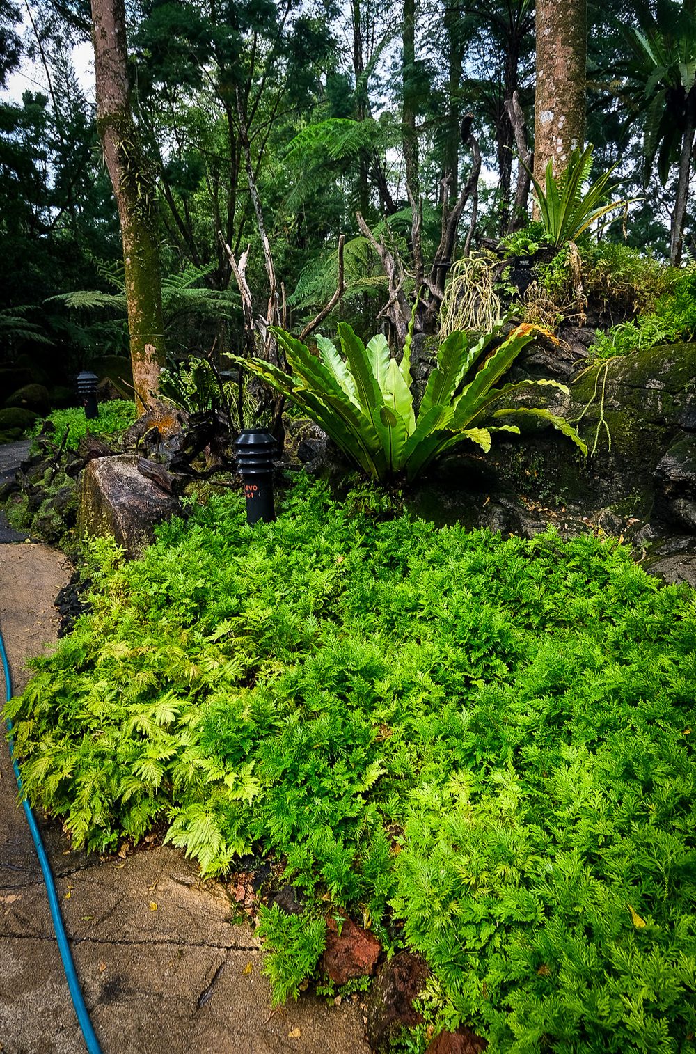 Lush tropical garden path lined with dense ferns, bird's nest ferns, and towering trees in a botanical garden.