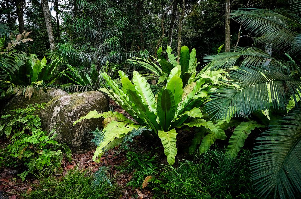 Large bird's nest ferns and tropical palms thrive among moss-covered rocks in a dense rainforest garden.