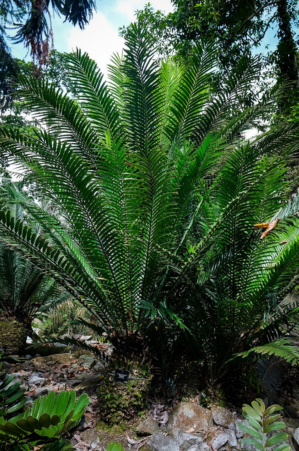 A large cycad palm with symmetrical arching fronds grows in a lush tropical botanical garden.