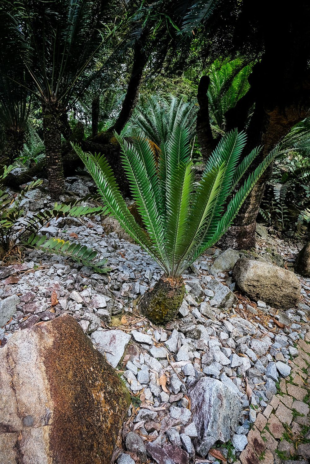 A young cycad plant with feathery green fronds grows among rocky gravel in a tropical garden.