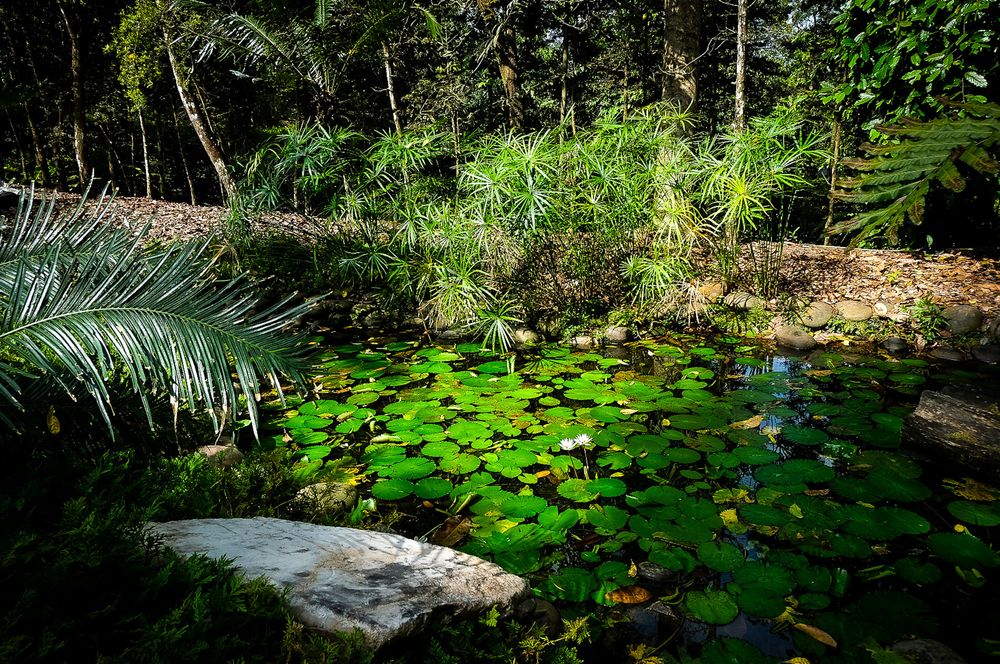A serene garden pond covered with green lily pads surrounded by lush tropical palms and ferns.