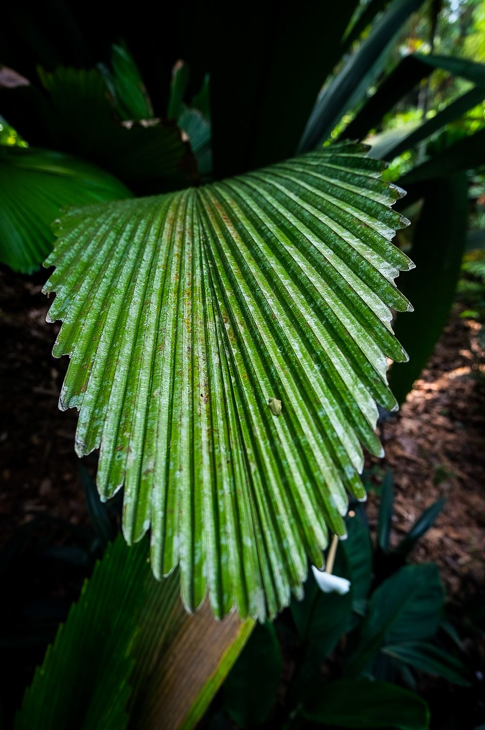 Close-up of a vibrant green fan palm leaf showing detailed ribbed texture in a tropical garden.
