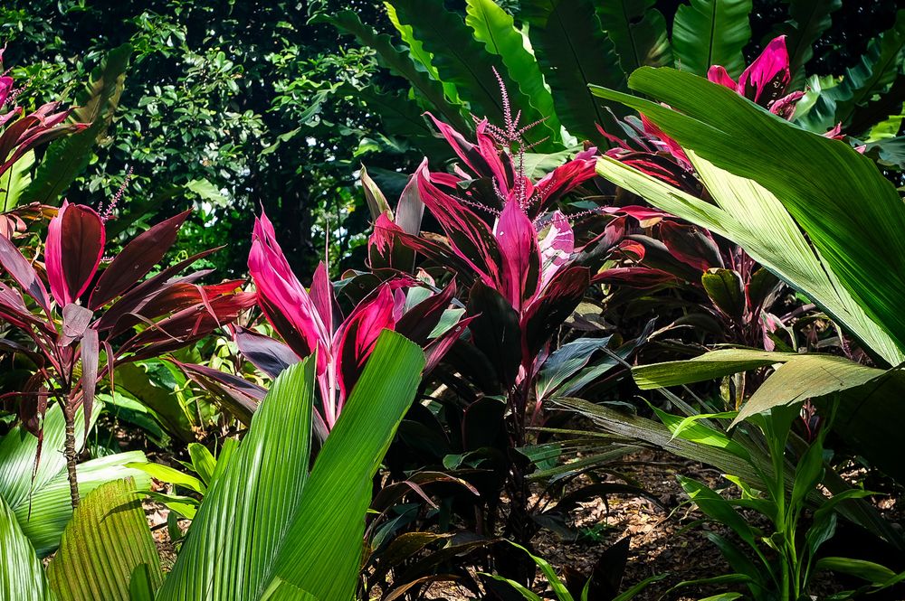 Vibrant magenta and green tropical Cordyline plants create a colorful display in a shaded garden.