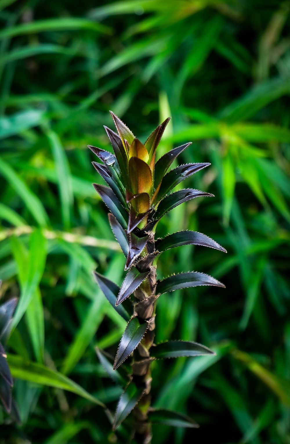 Close-up of a dark purple bromeliad shoot emerging from a stem with bamboo in the background.