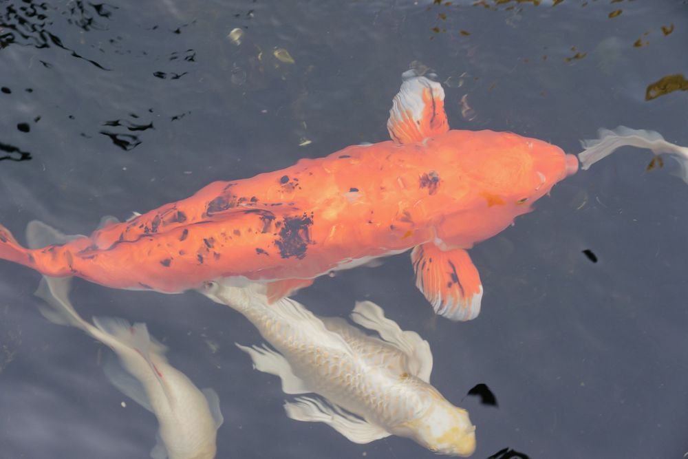 Vibrant orange and white koi fish swimming gracefully in a dark reflective pond.