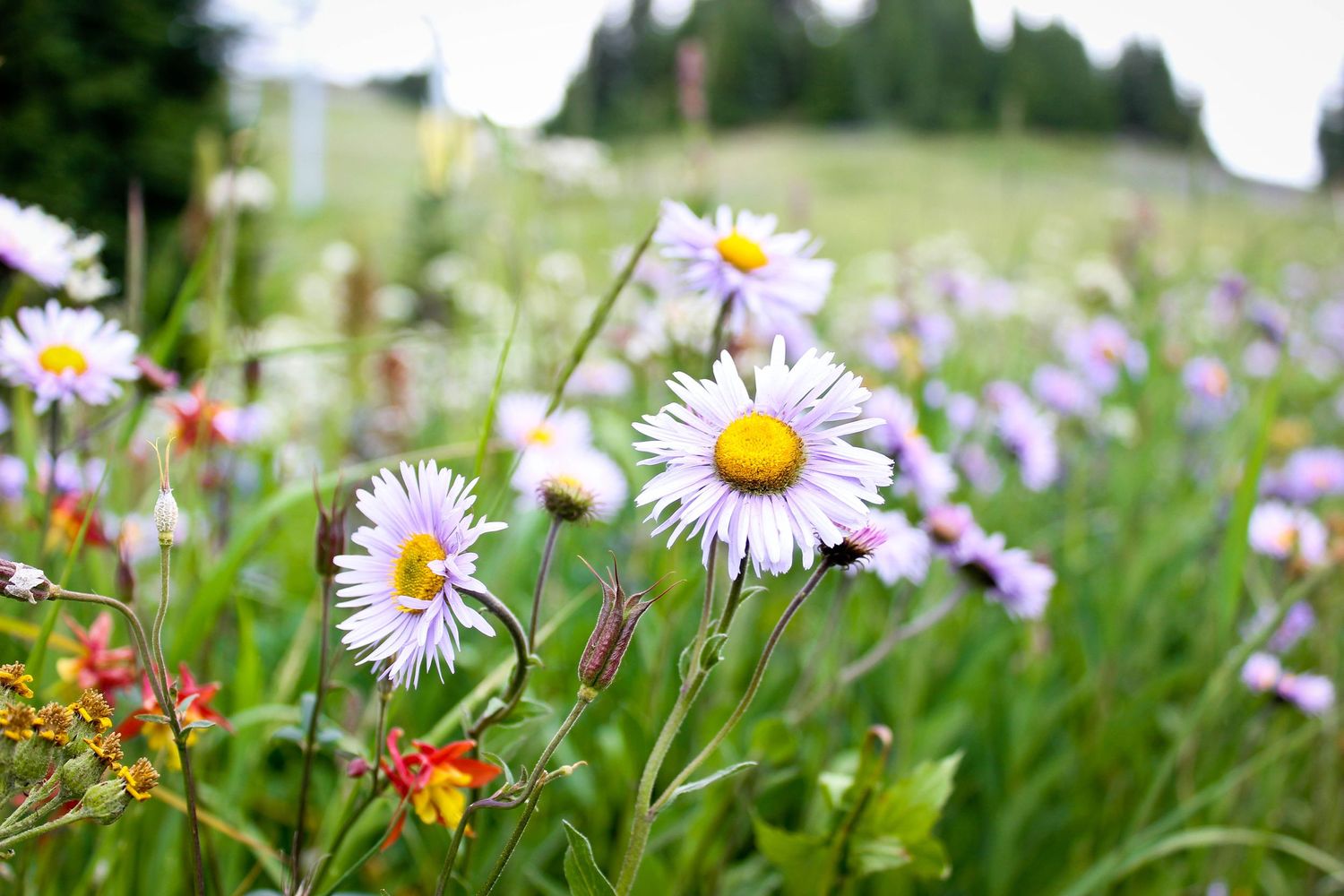 White and pink daisies blooming in a wildflower meadow with soft focus background.