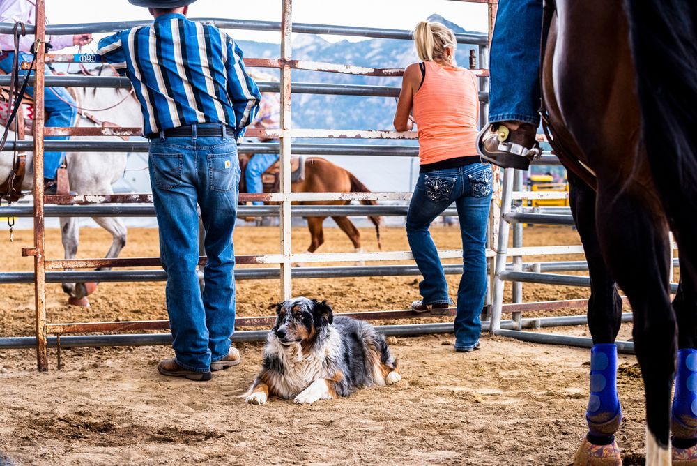 australian shepherd dog at colorado rodeo