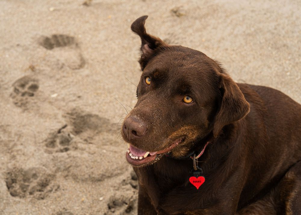 chocolate lab on the beach in Florida