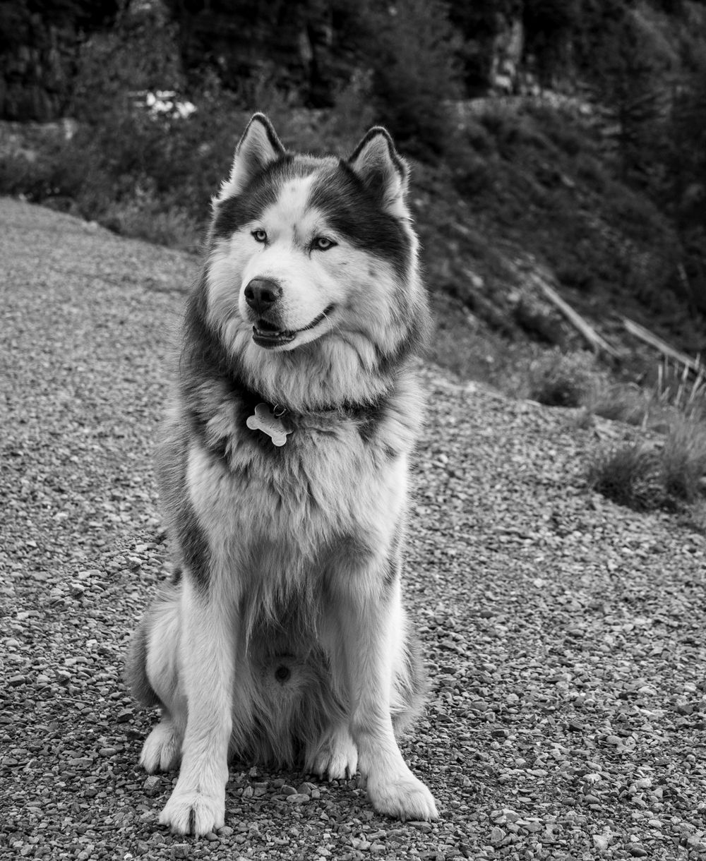 large black and white dog