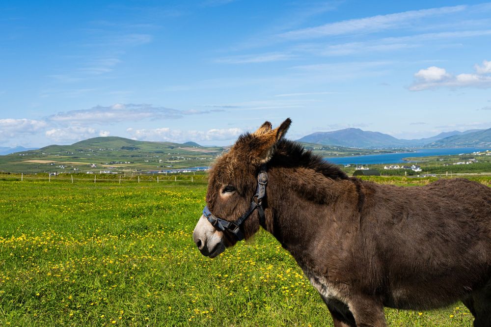 donkey in the pasture