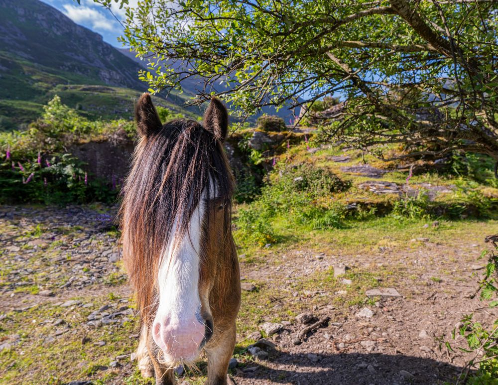 Horse in an Ireland pasture